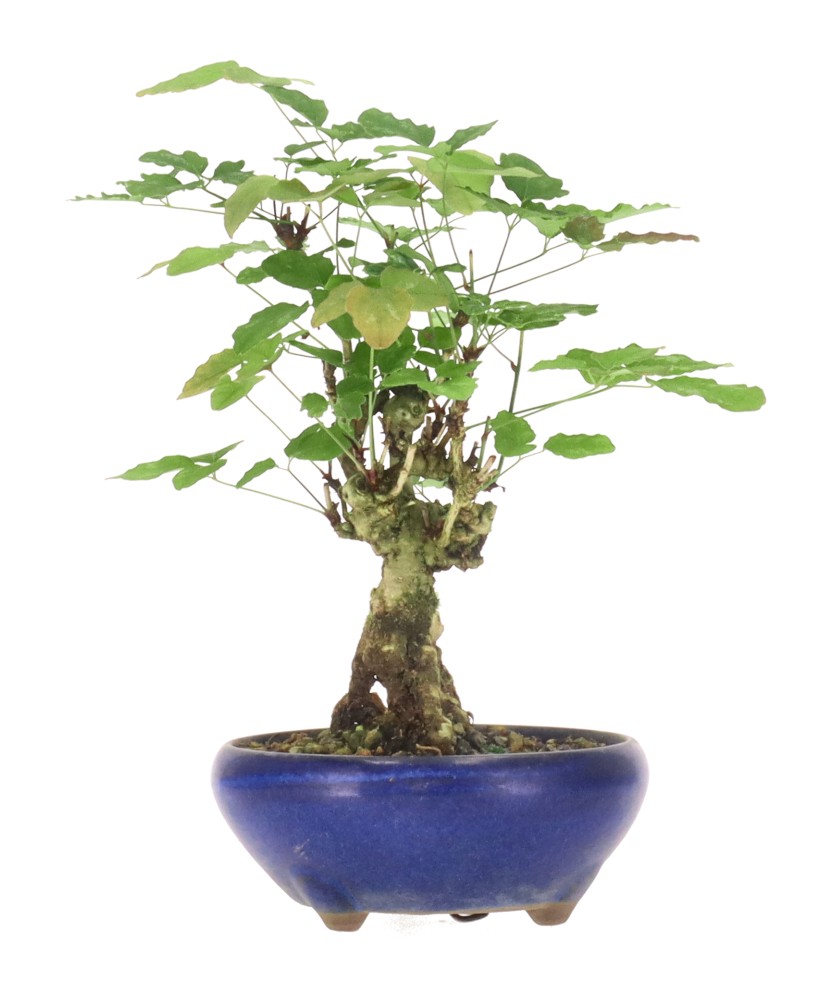 bonsai.fallbackImageTitle bonsai.fallbackImageTitle
