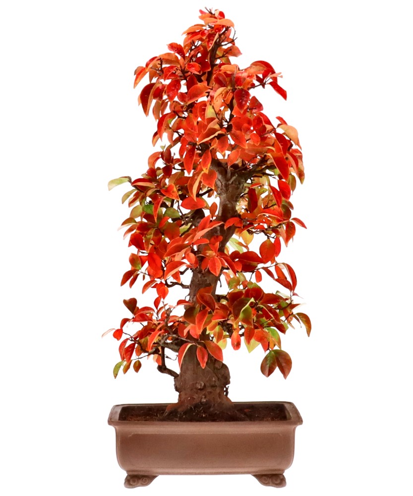 Chin. Quitte, ca. 30 J. (80 cm) Chin. Quitte, ca. 30 J. (80 cm)