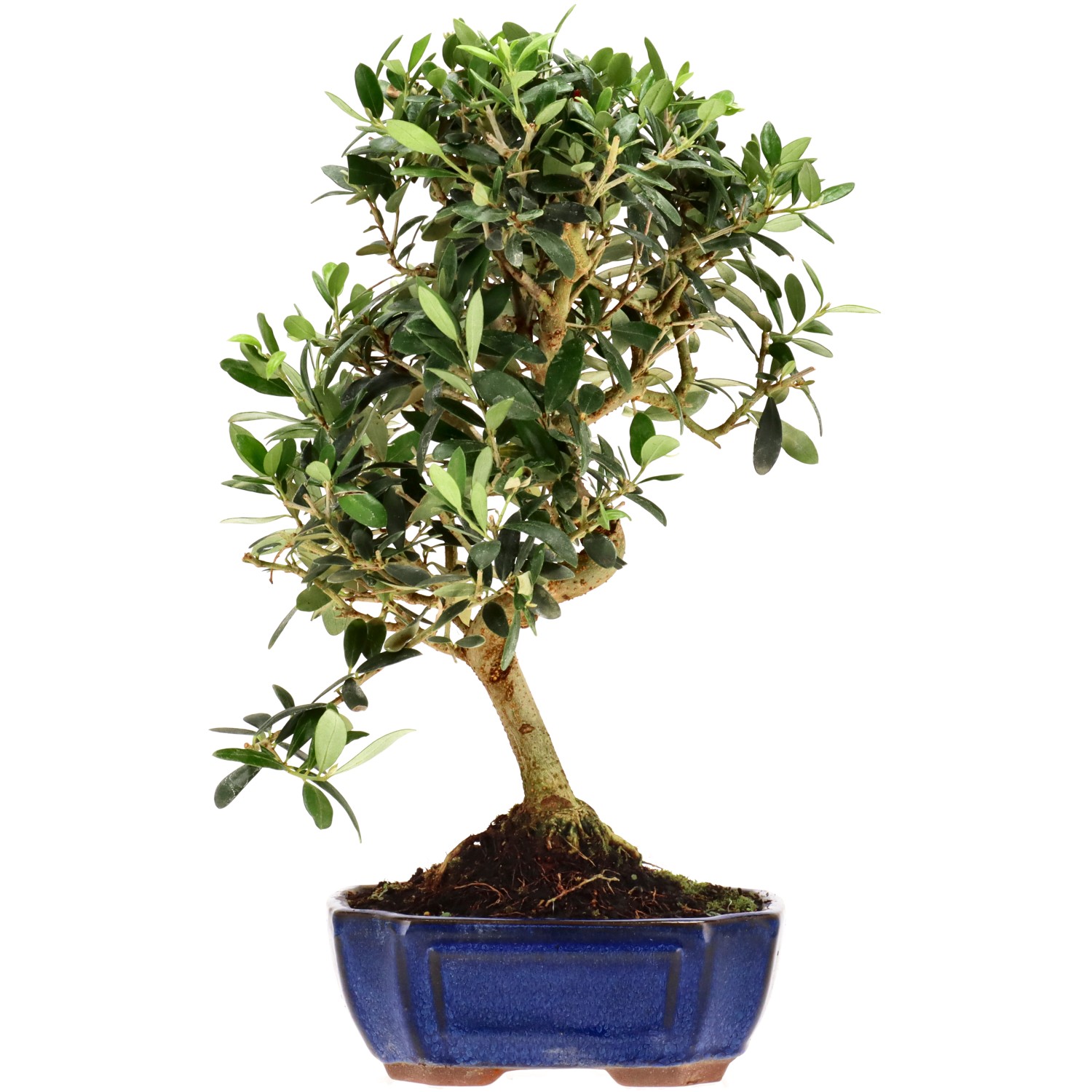 Olive, ca. 10 J. (34 cm)