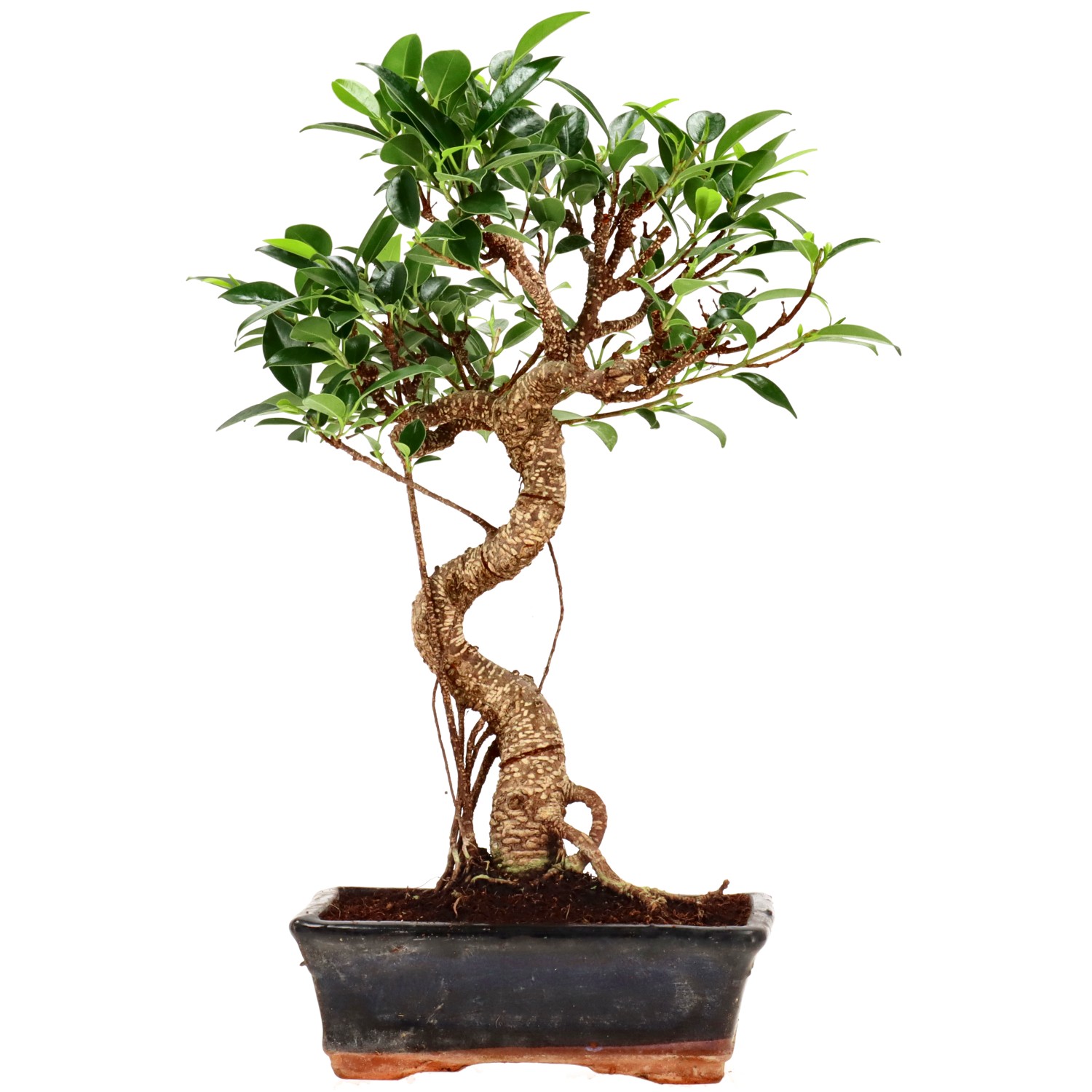 Chin. Feigenbaum (Retusa), ca. 9 J. (34 cm)