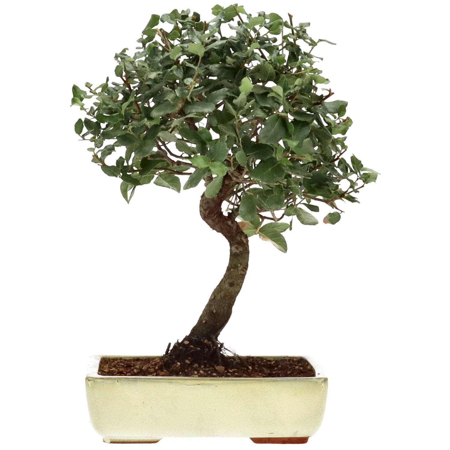 bonsai.fallbackImageTitle bonsai.fallbackImageTitle