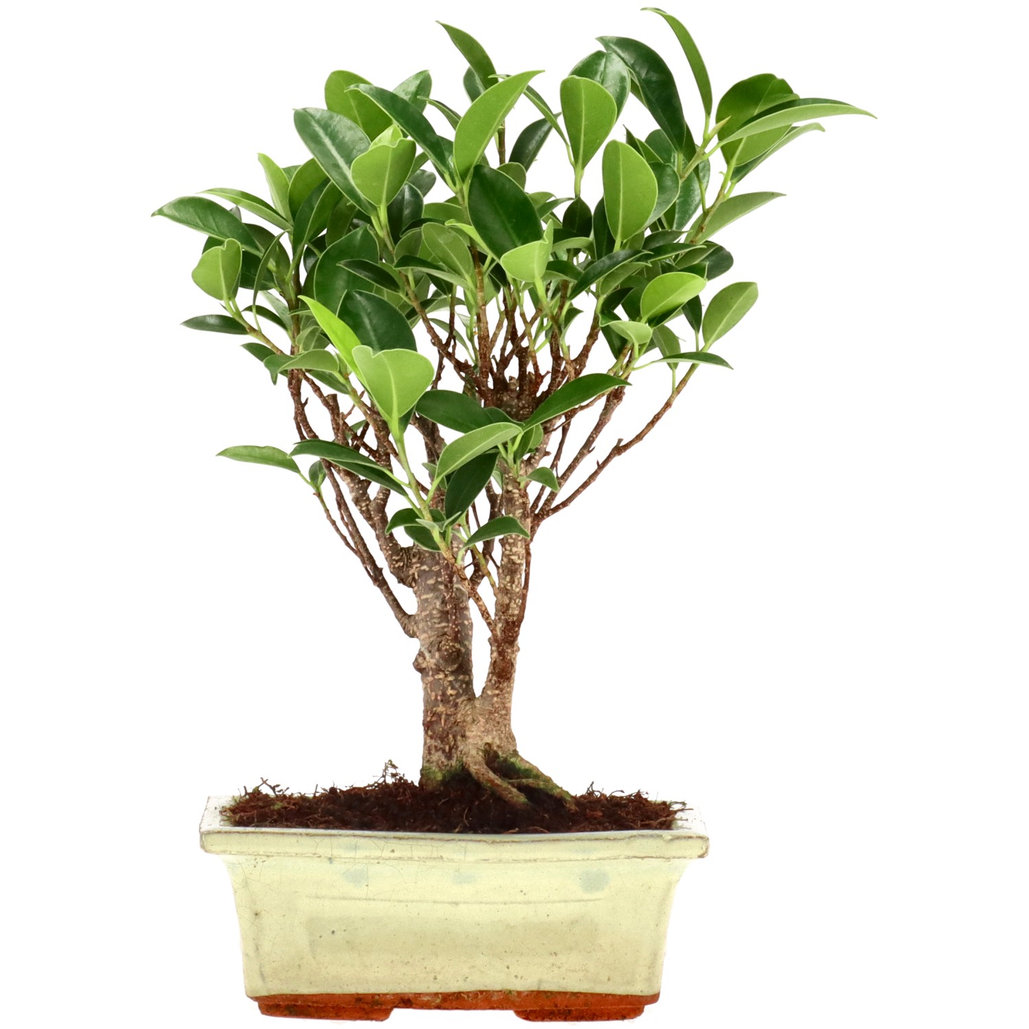 Chin. Feigenbaum (Ret.), ca. 7 J. (21 cm)