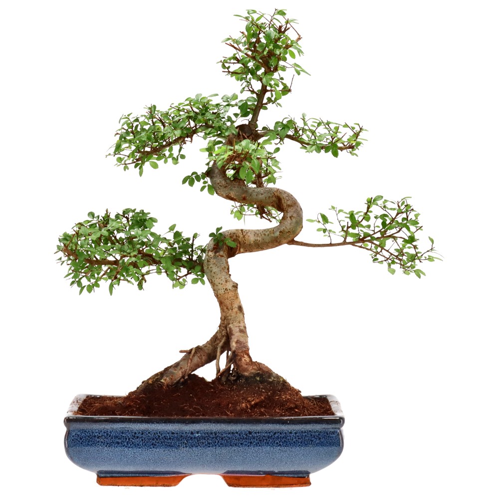 bonsai.fallbackImageTitle