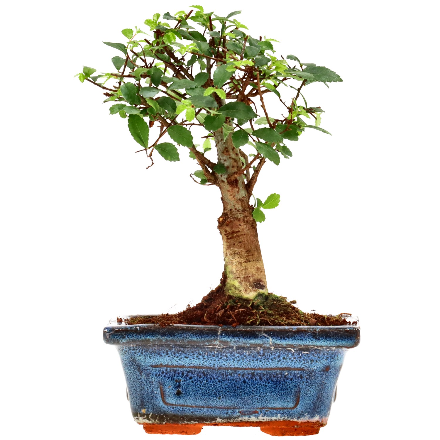 Olmo chino, aprox. 6 años (15 cm)