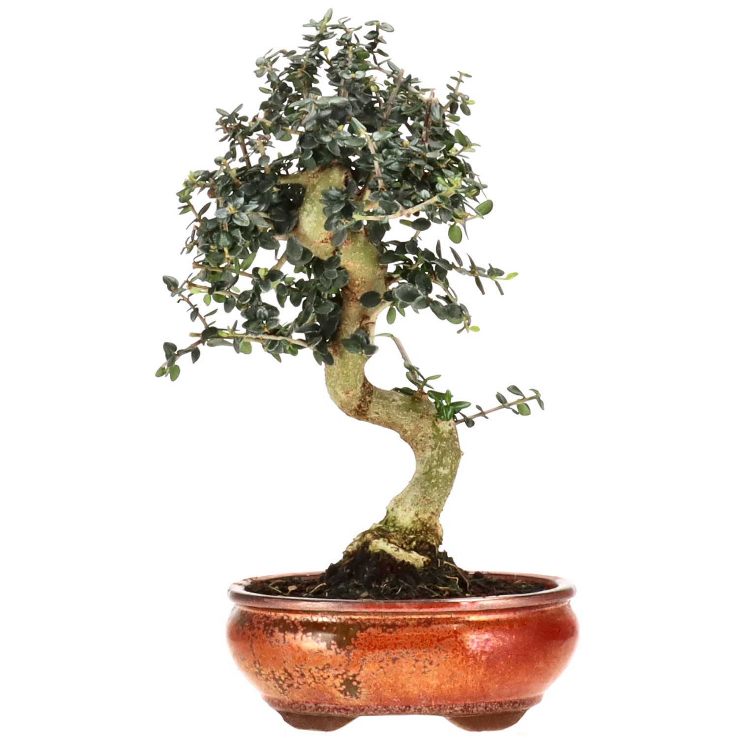 Wildolive, ca. 10 J. (29 cm)