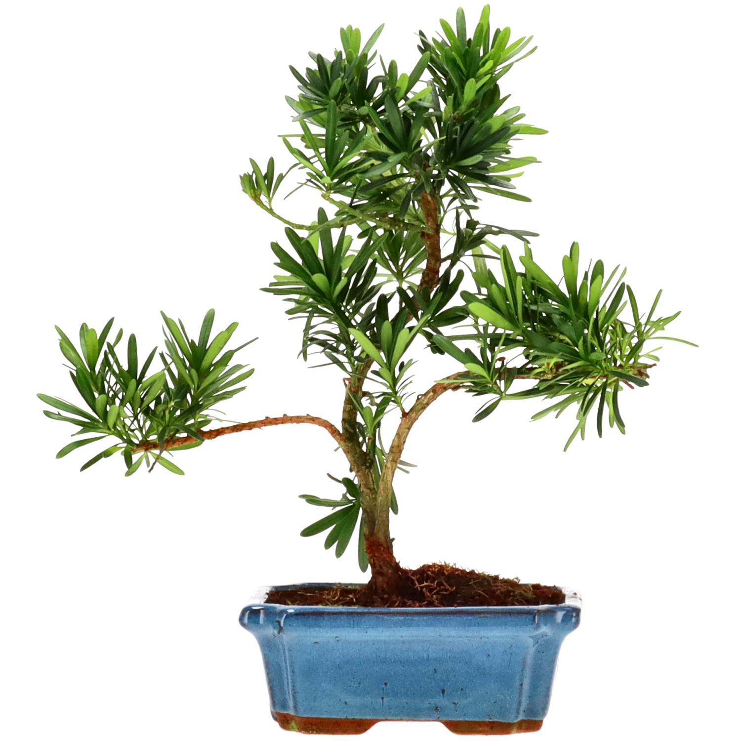 Pino cinese, ca. 9 anni (31 cm)