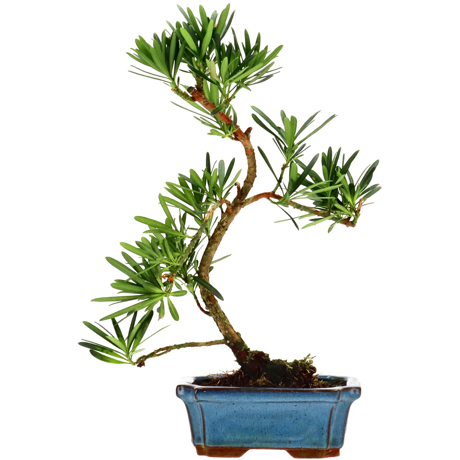 Pino cinese, ca. 7 anni (31 cm)