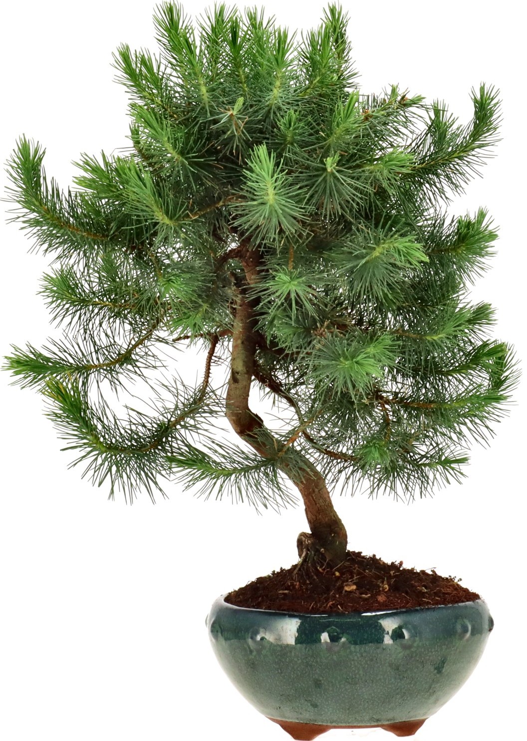 [N008] Aleppo-Kiefer, ca. 10 Jahre