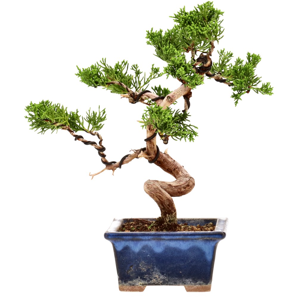 Genévrier de Chine, env. 14 ans (19 cm)