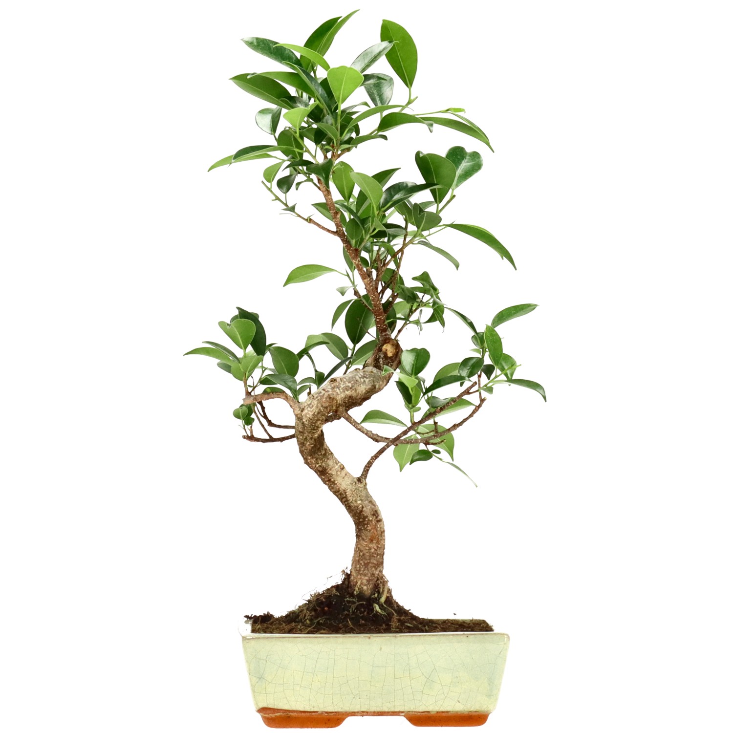 Chin. Feigenbaum (Retusa), ca. 9 J. (39 cm)