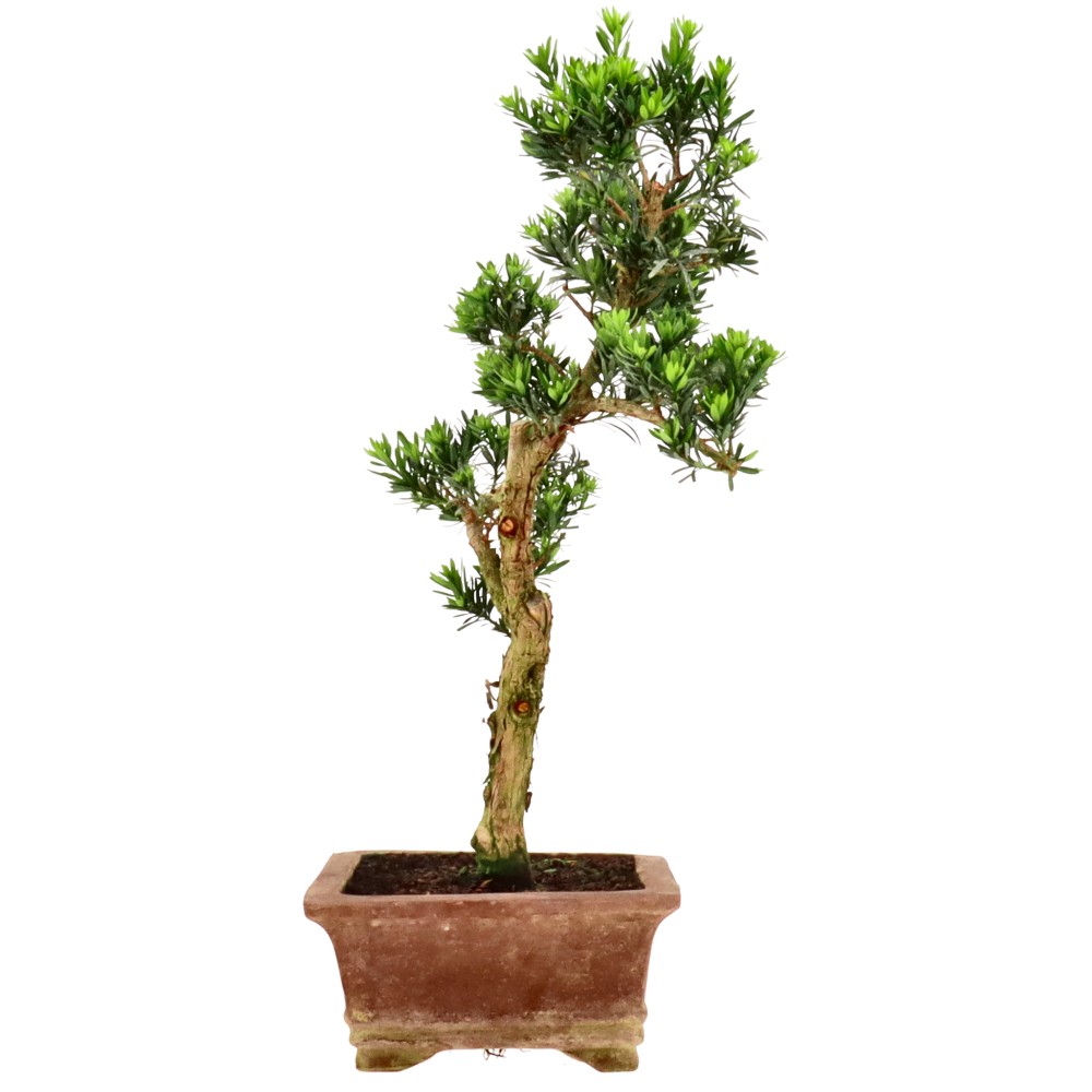 bonsai.fallbackImageTitle bonsai.fallbackImageTitle