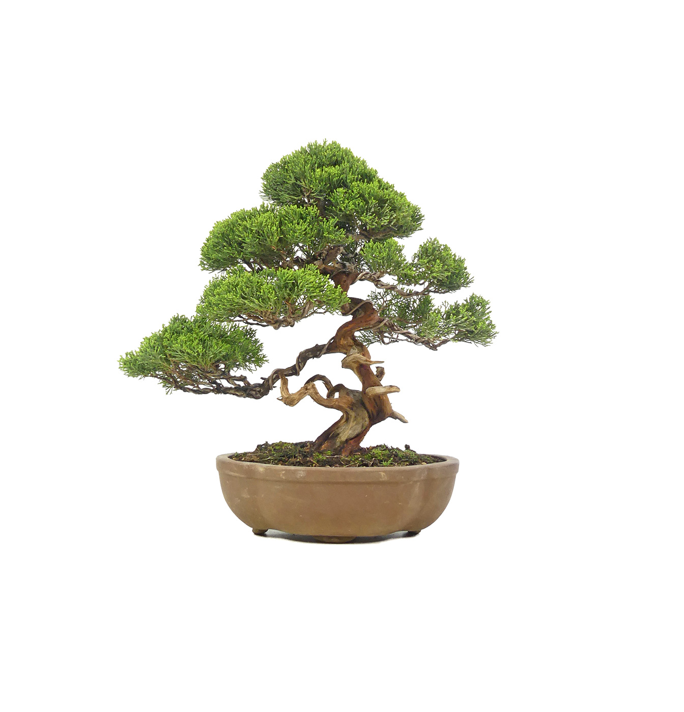 bonsai.fallbackImageTitle bonsai.fallbackImageTitle