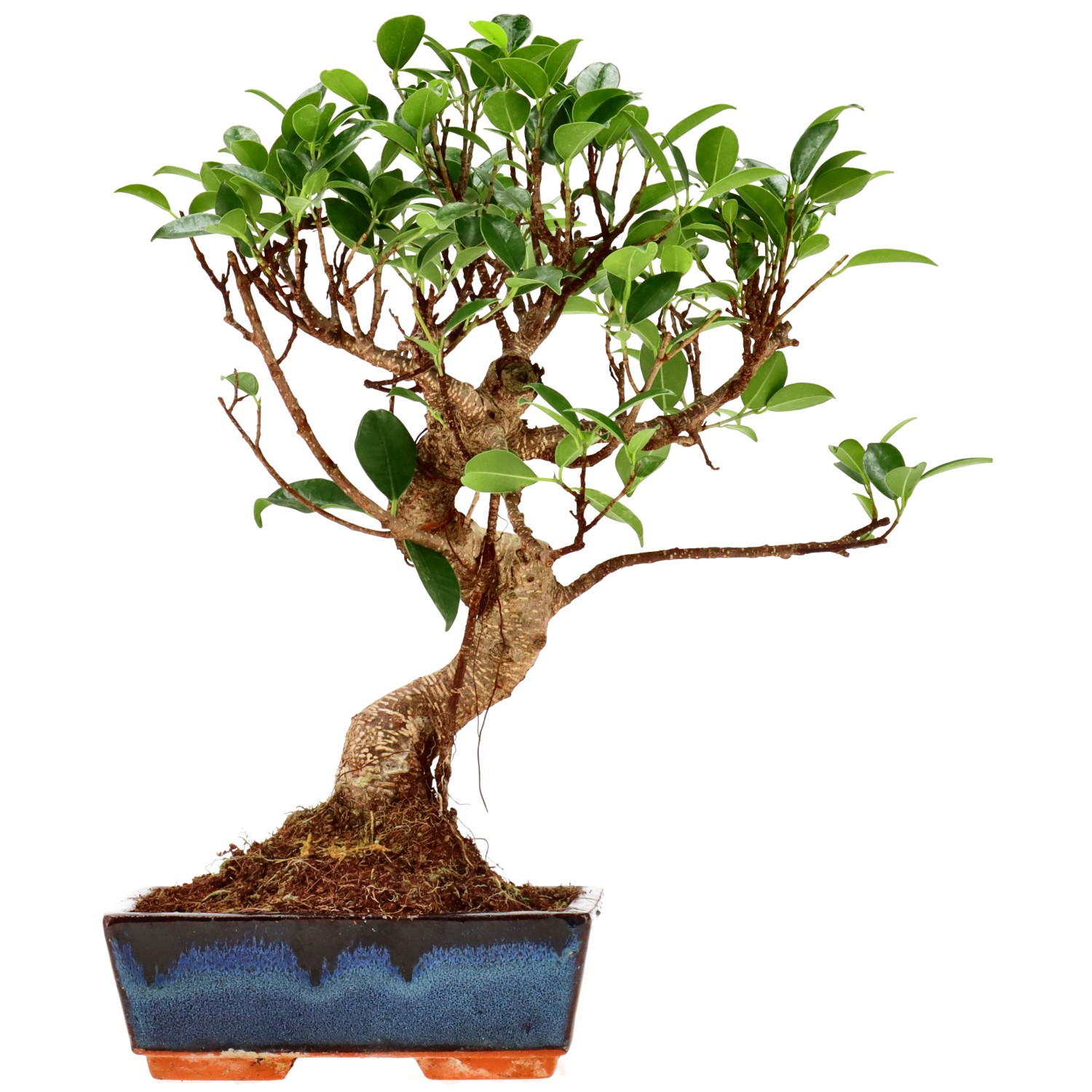 Ficus Retusa, env. 9 ans (30 cm)