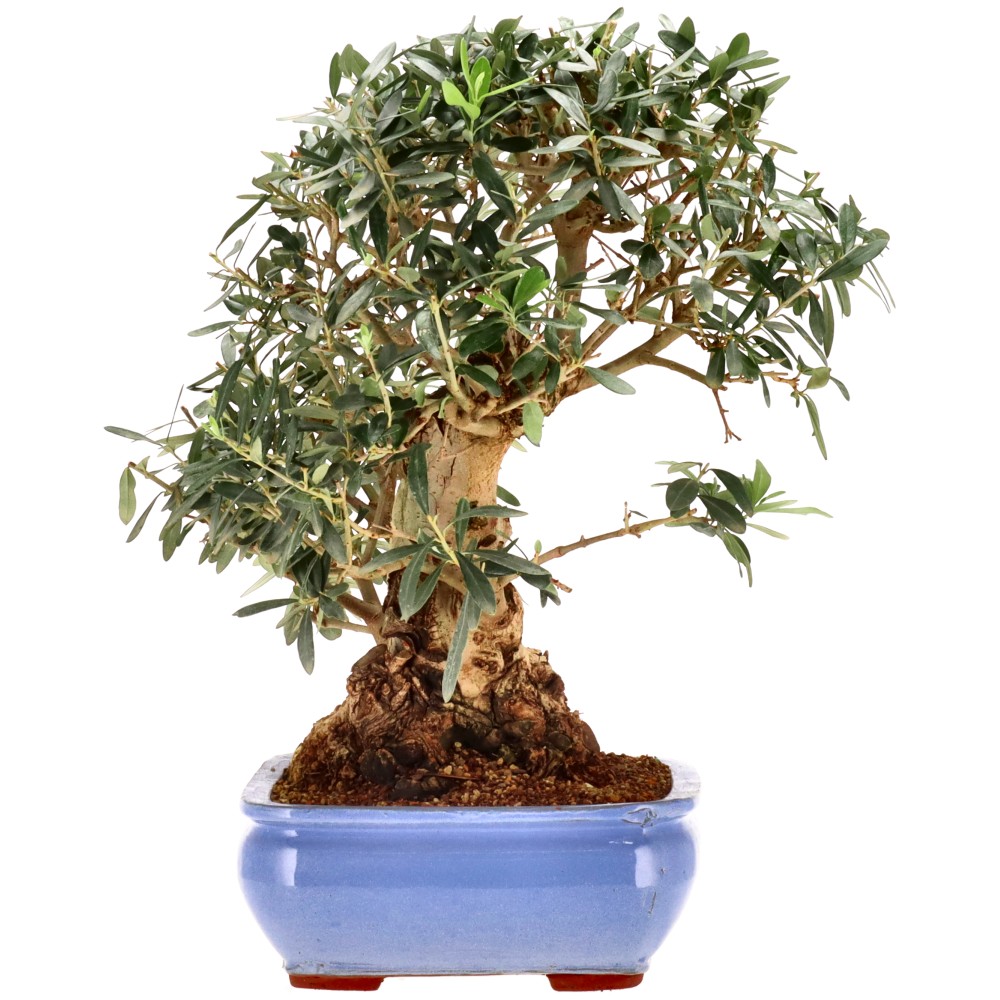 bonsai.fallbackImageTitle