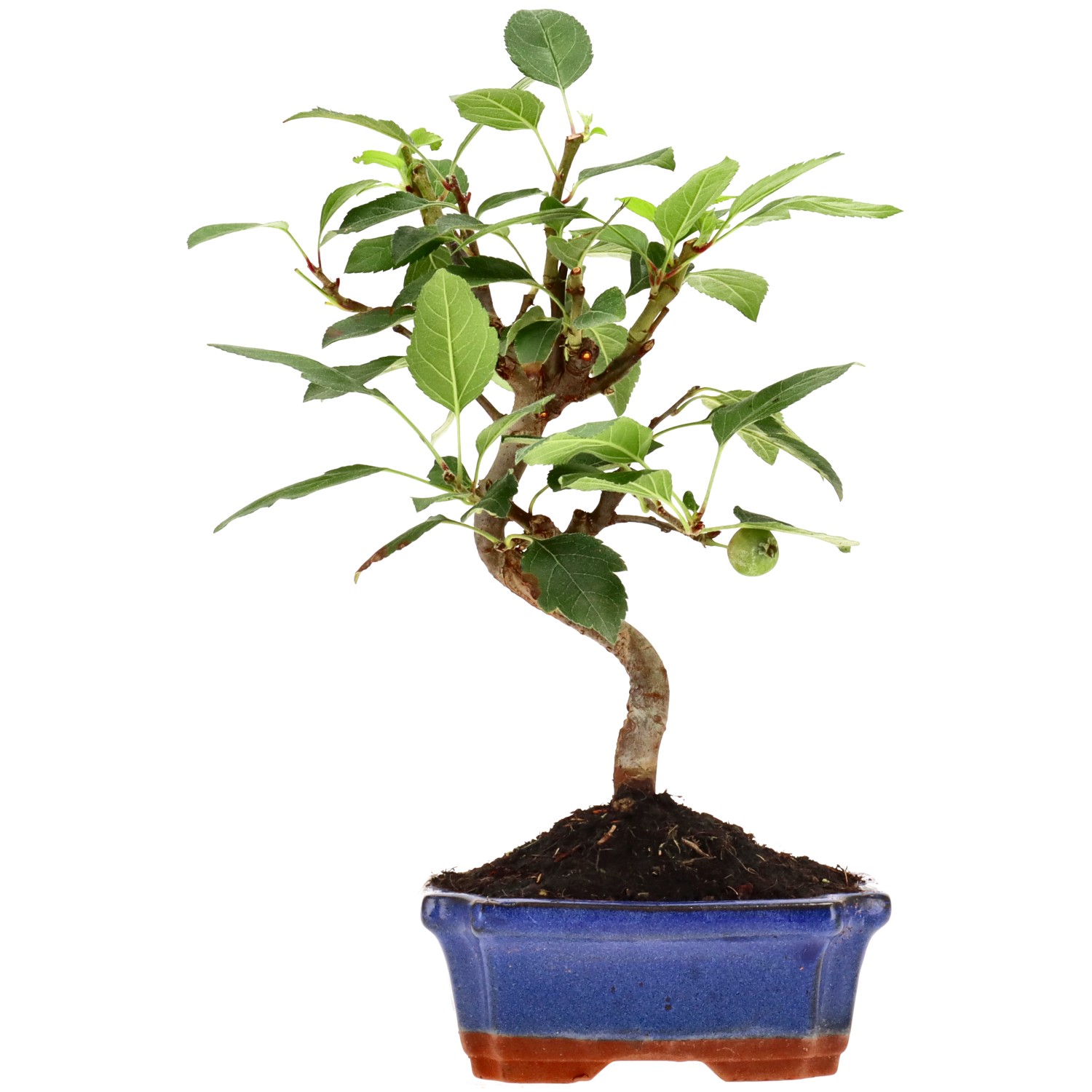 Apple tree, approx. 7 y. (25 cm)