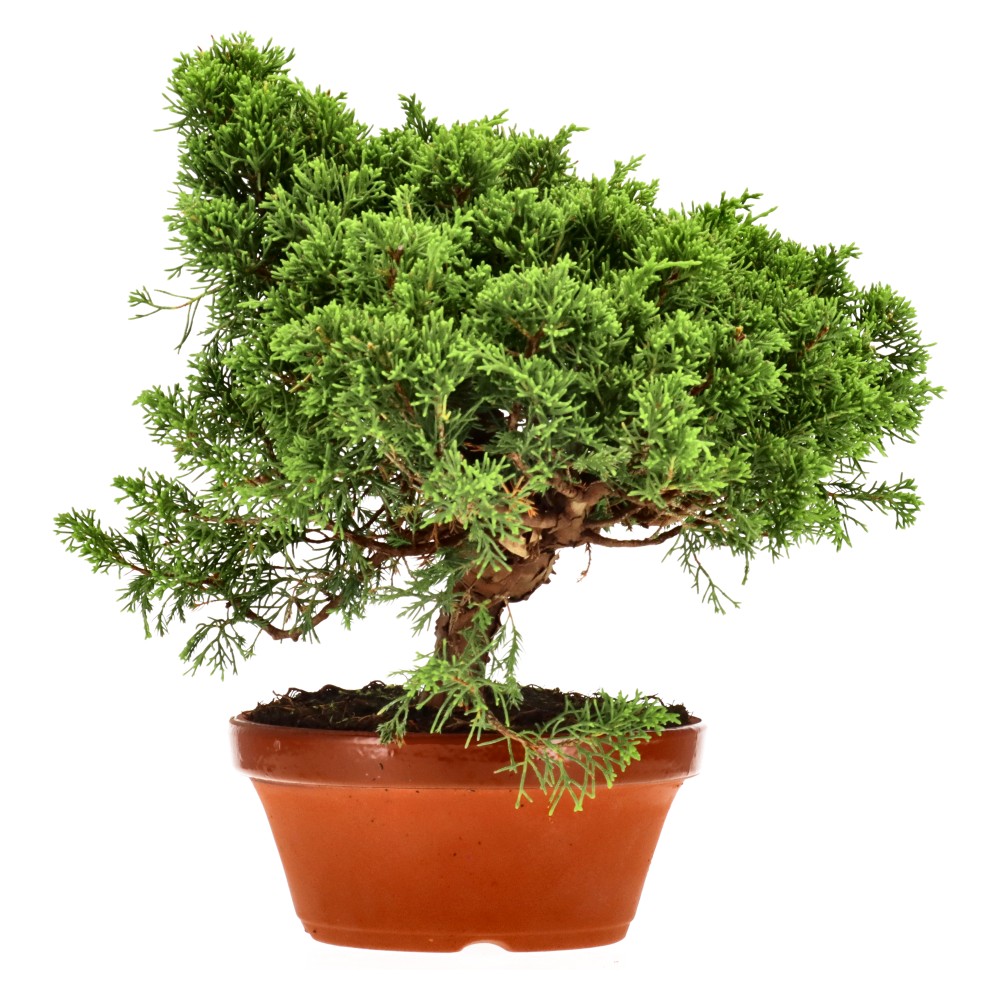 Genévrier de Chine, env. 20 ans (25 cm)