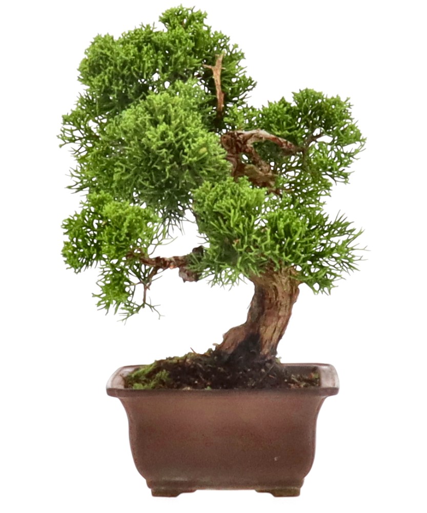 bonsai.fallbackImageTitle bonsai.fallbackImageTitle
