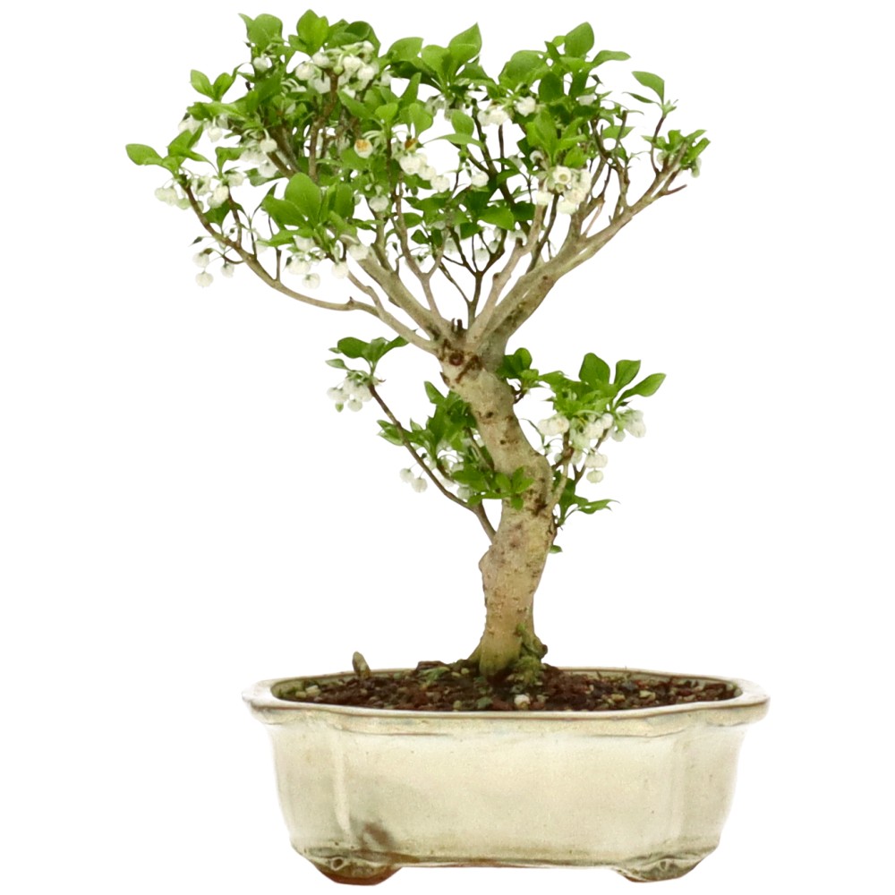 bonsai.fallbackImageTitle bonsai.fallbackImageTitle