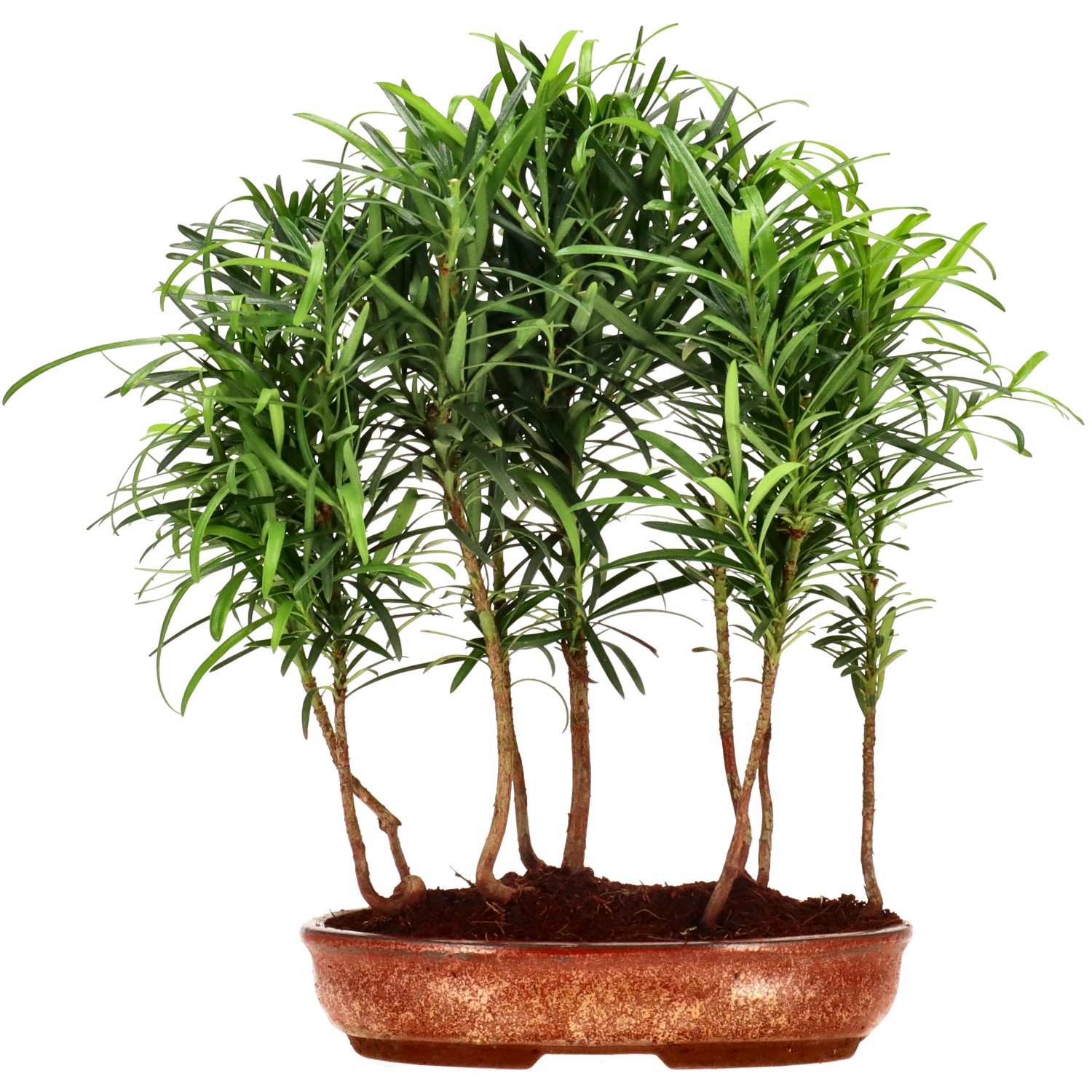 Pin de bouddhistes, env. 3 ans (29 cm)