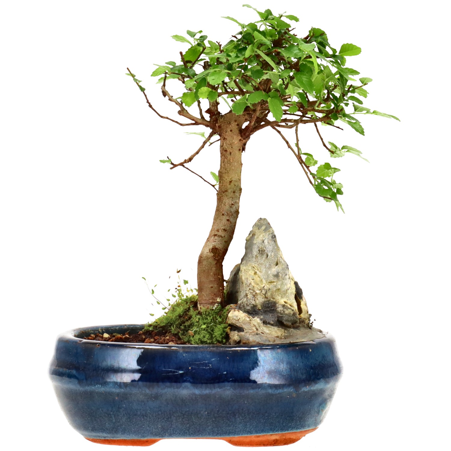 Orme de Chine, env. 6 ans (17 cm)