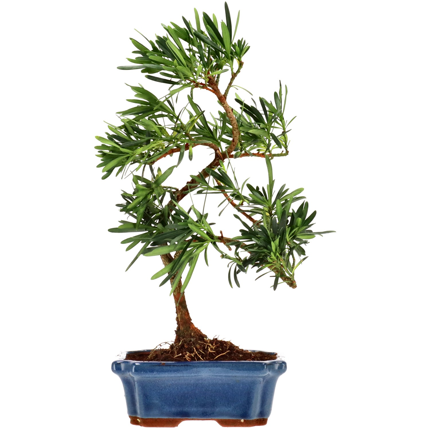 Chin. Steineibe, ca. 9 J. (35 cm)