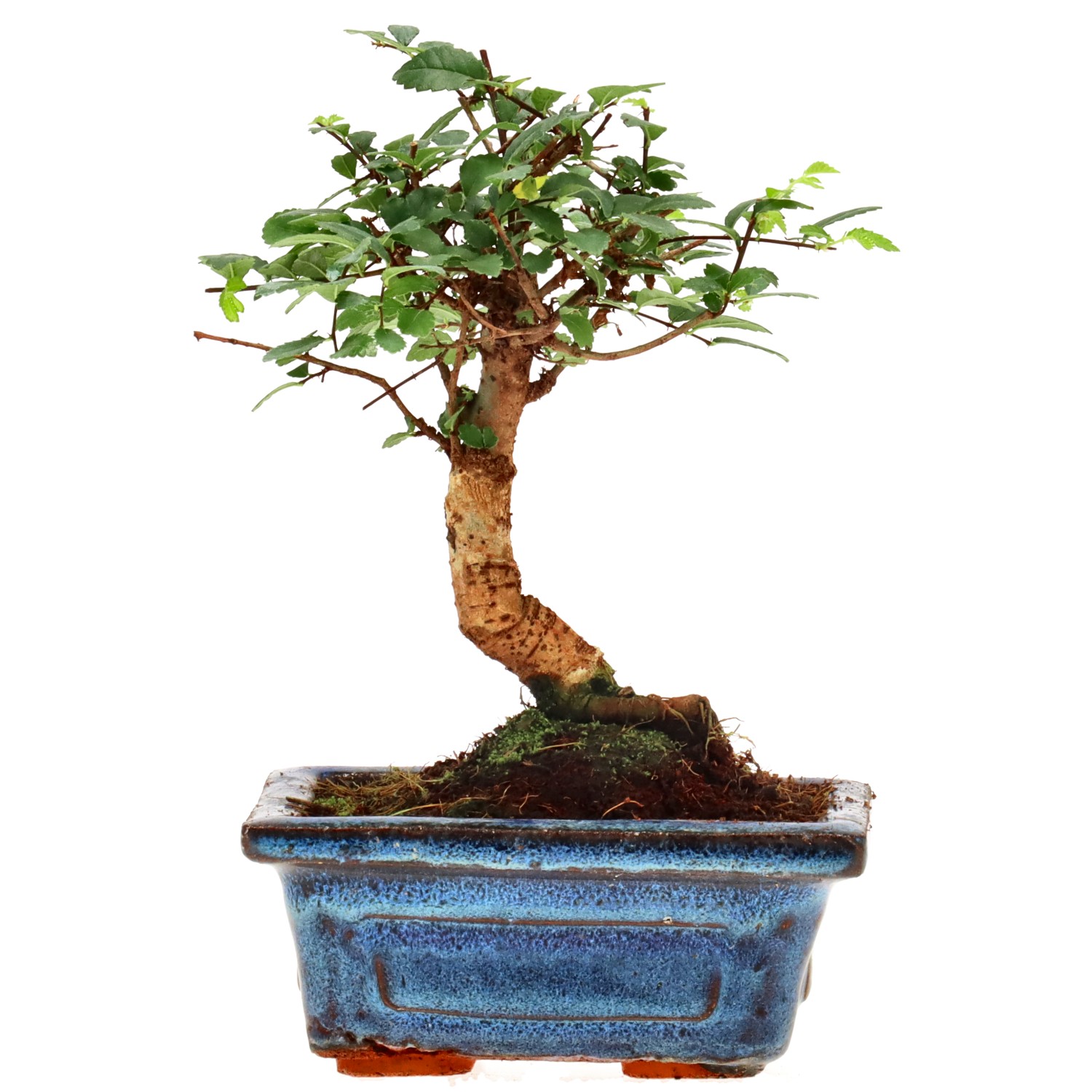 Chin. Ulme, ca. 6 J. (15 cm)