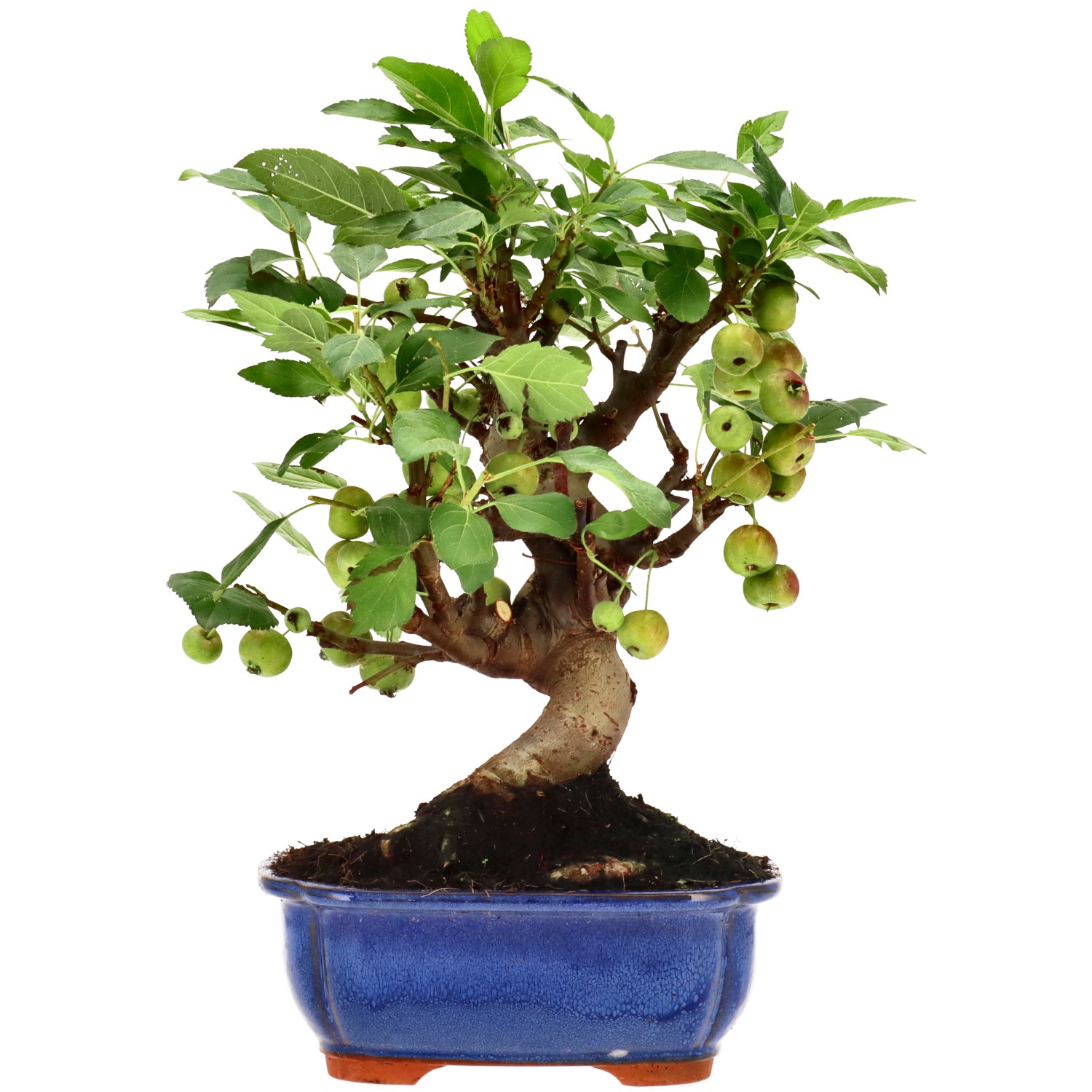 Manzano silvestre, aprox. 12 años (30 cm)