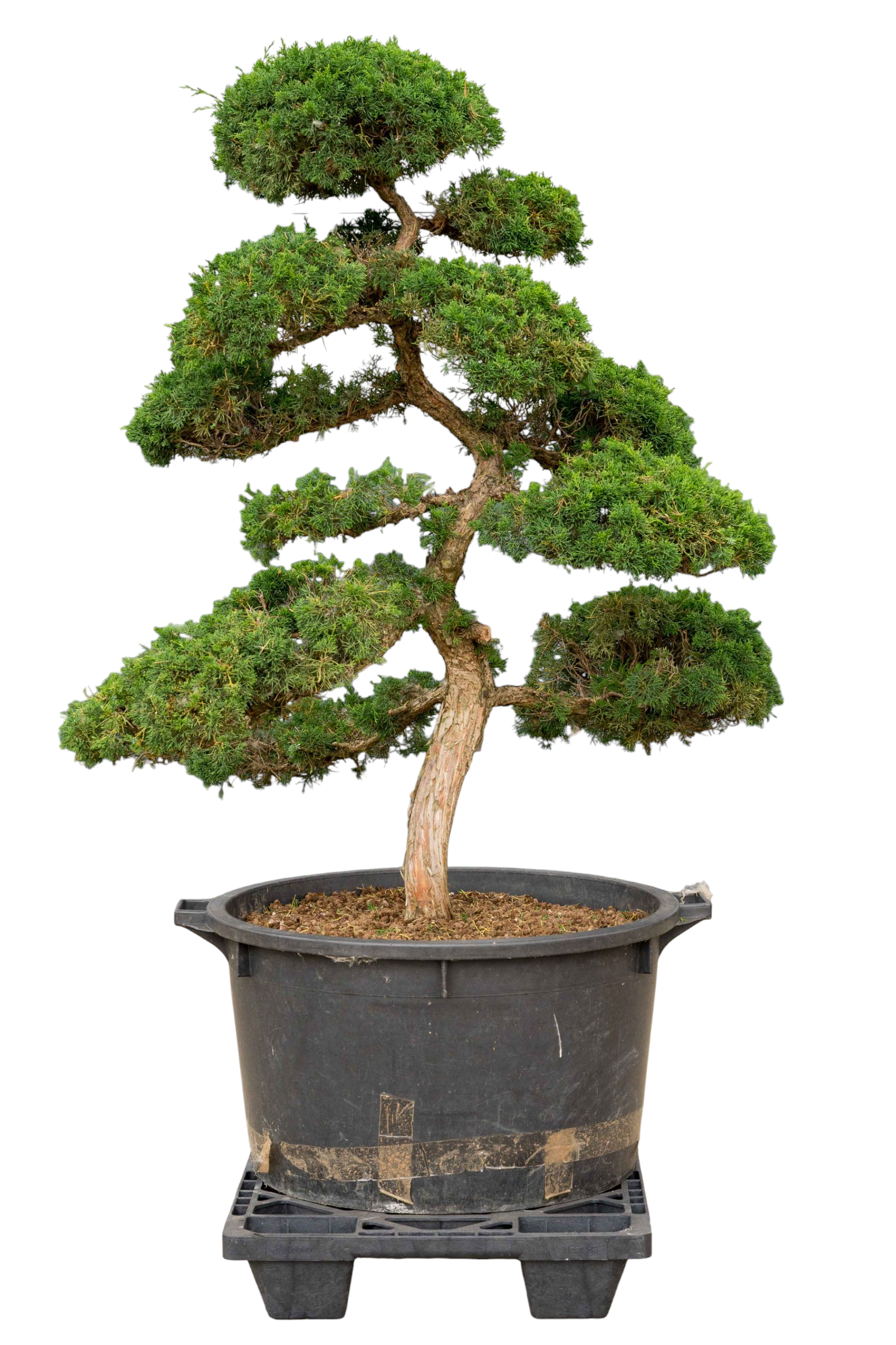 bonsai.fallbackImageTitle bonsai.fallbackImageTitle