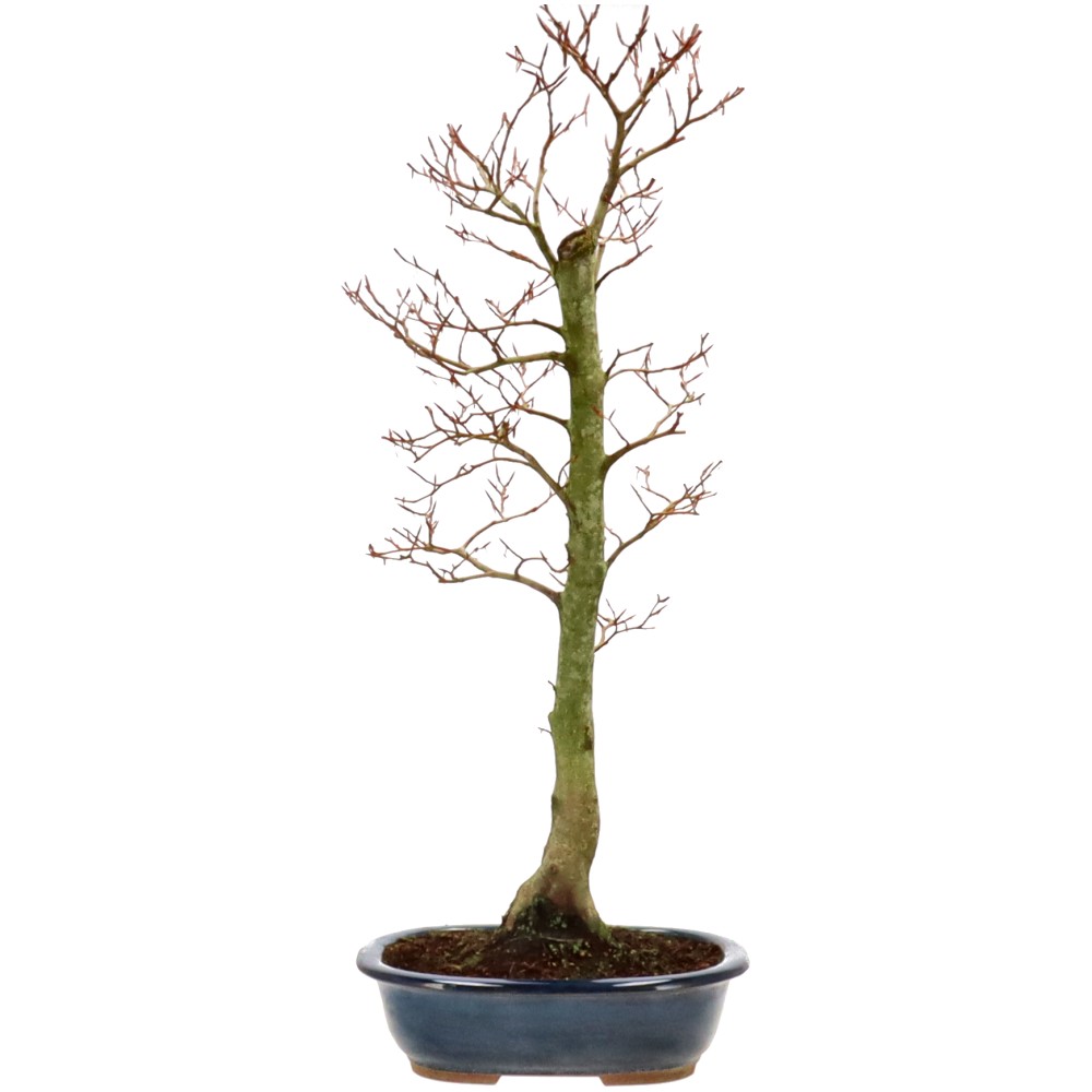 Fagus sylvatica, ca. 14 anni (78 cm)
