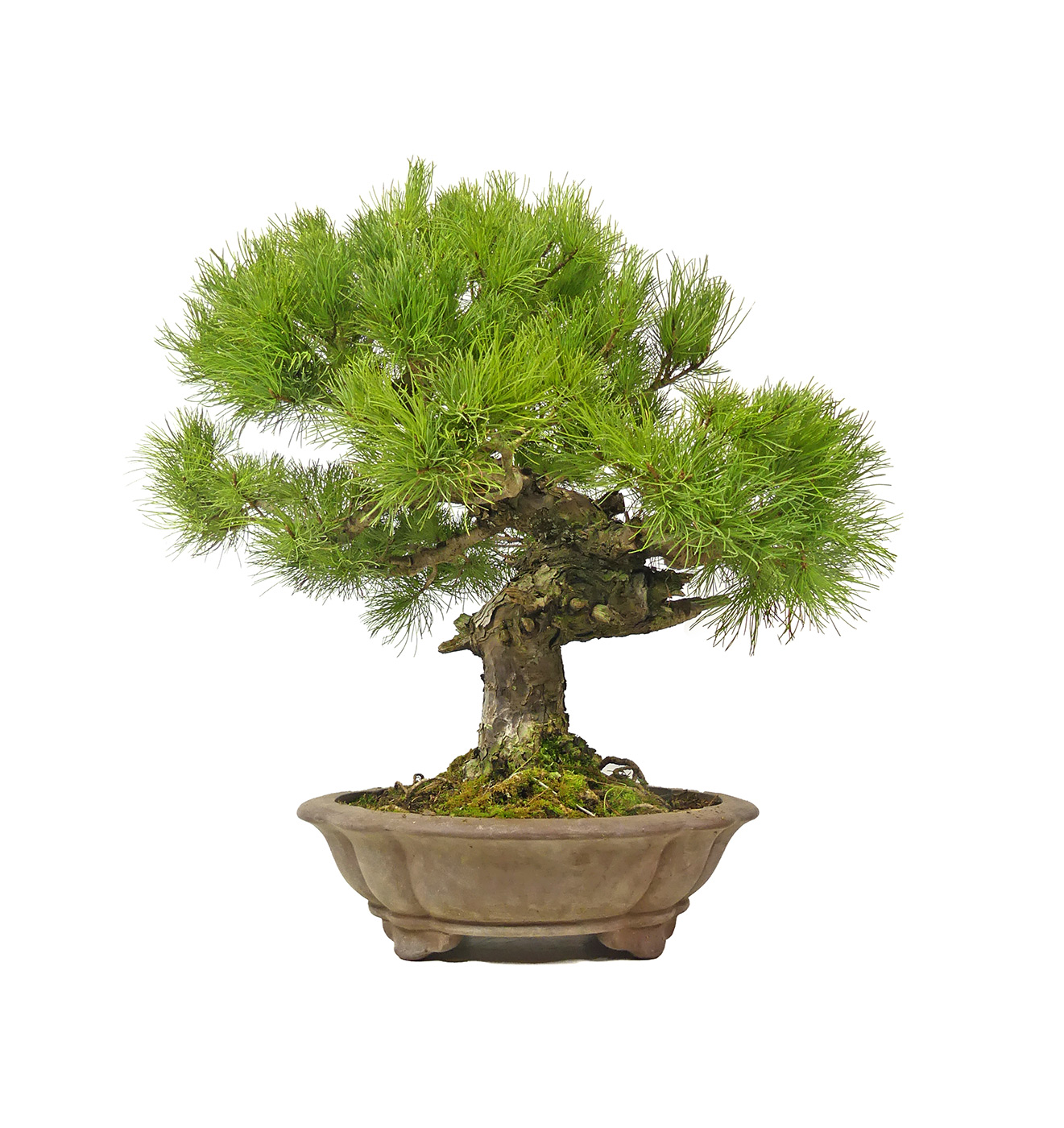 bonsai.fallbackImageTitle bonsai.fallbackImageTitle