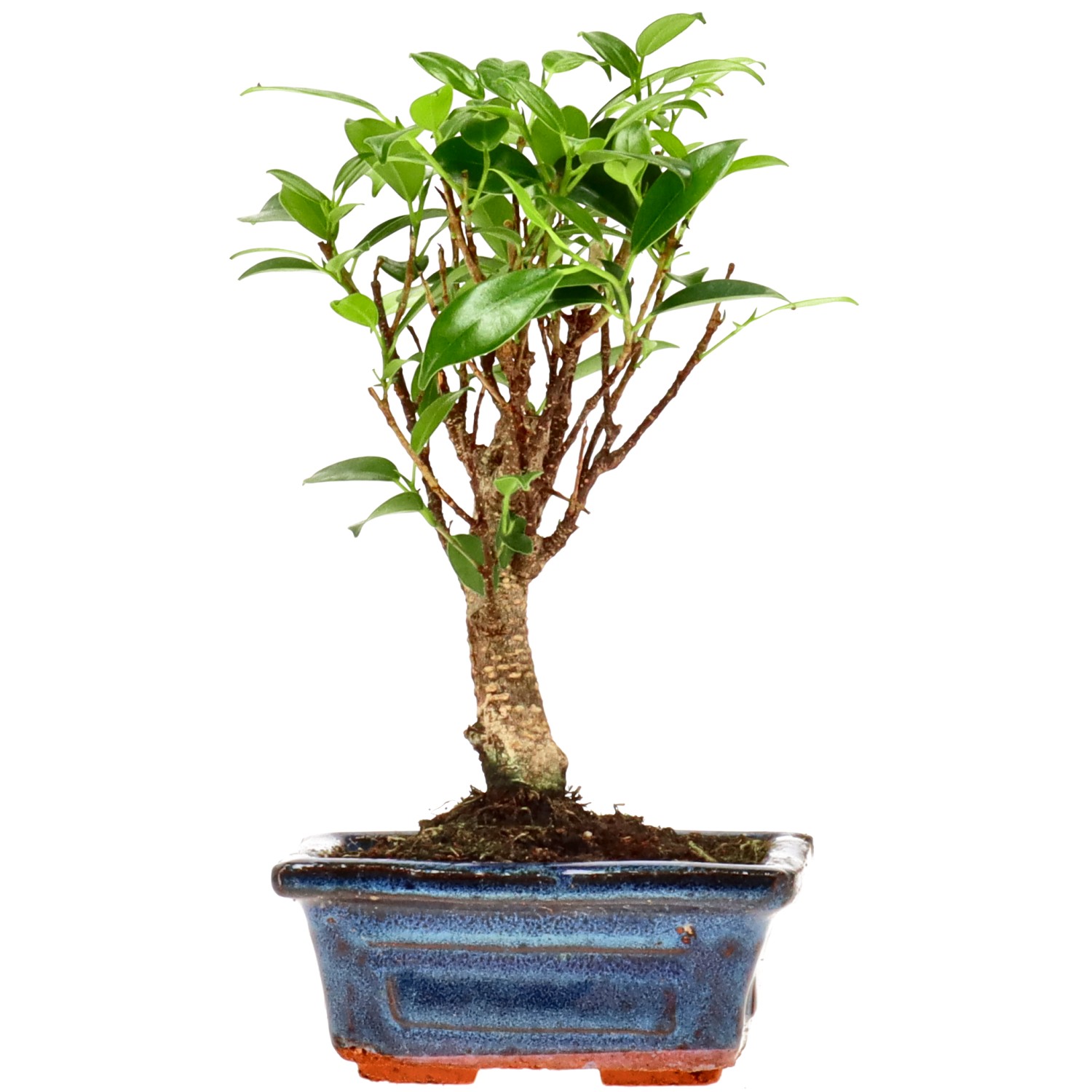 Indian Laurel, approx. 5 y. (19 cm)