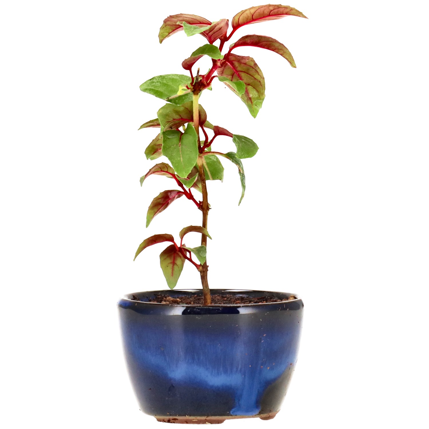 Fuchsie 'Genii', ca. 2 J. (13 cm)