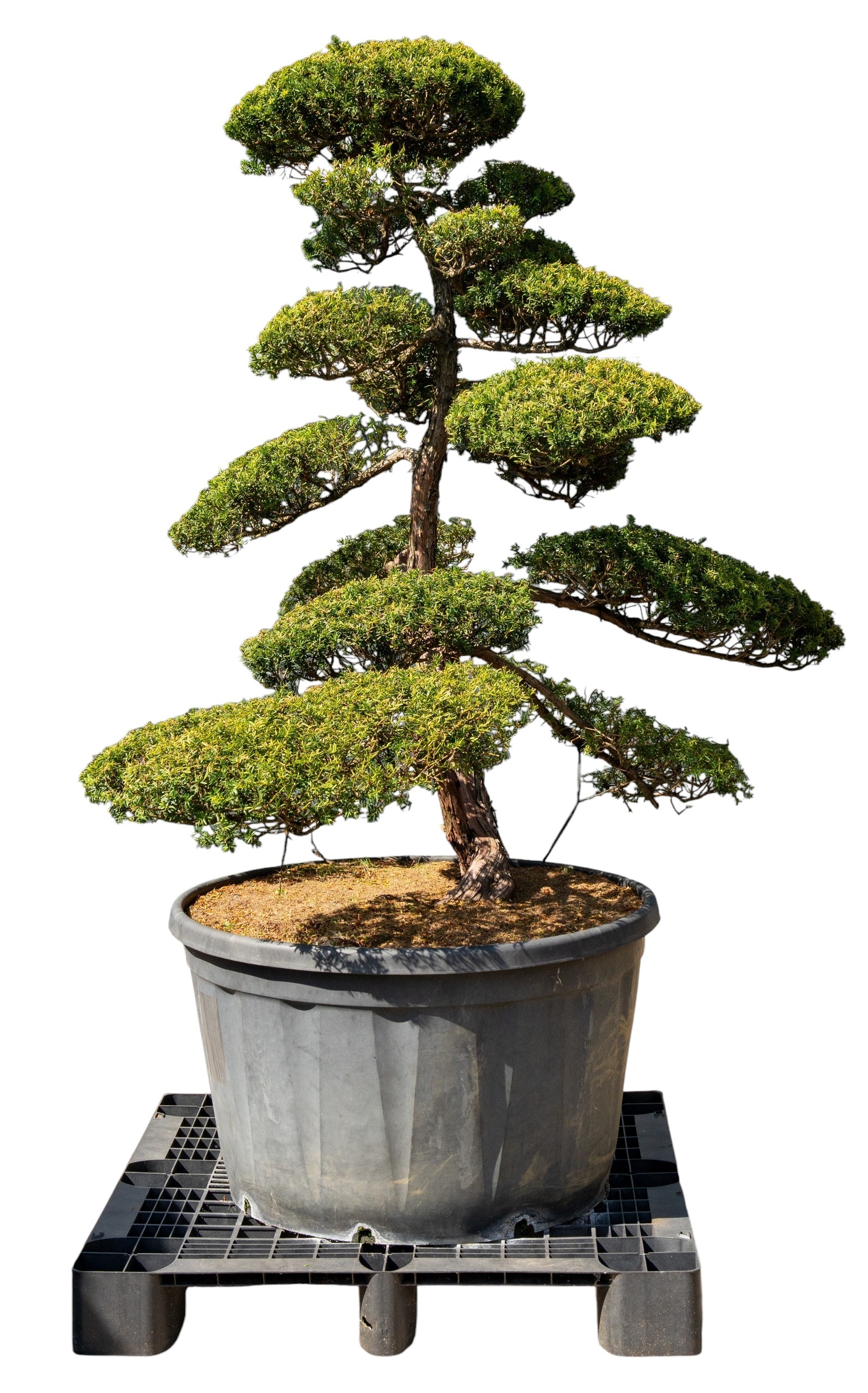 Gartenbonsai - Taxus cuspidata, ca. 40 Jahre (175 cm)