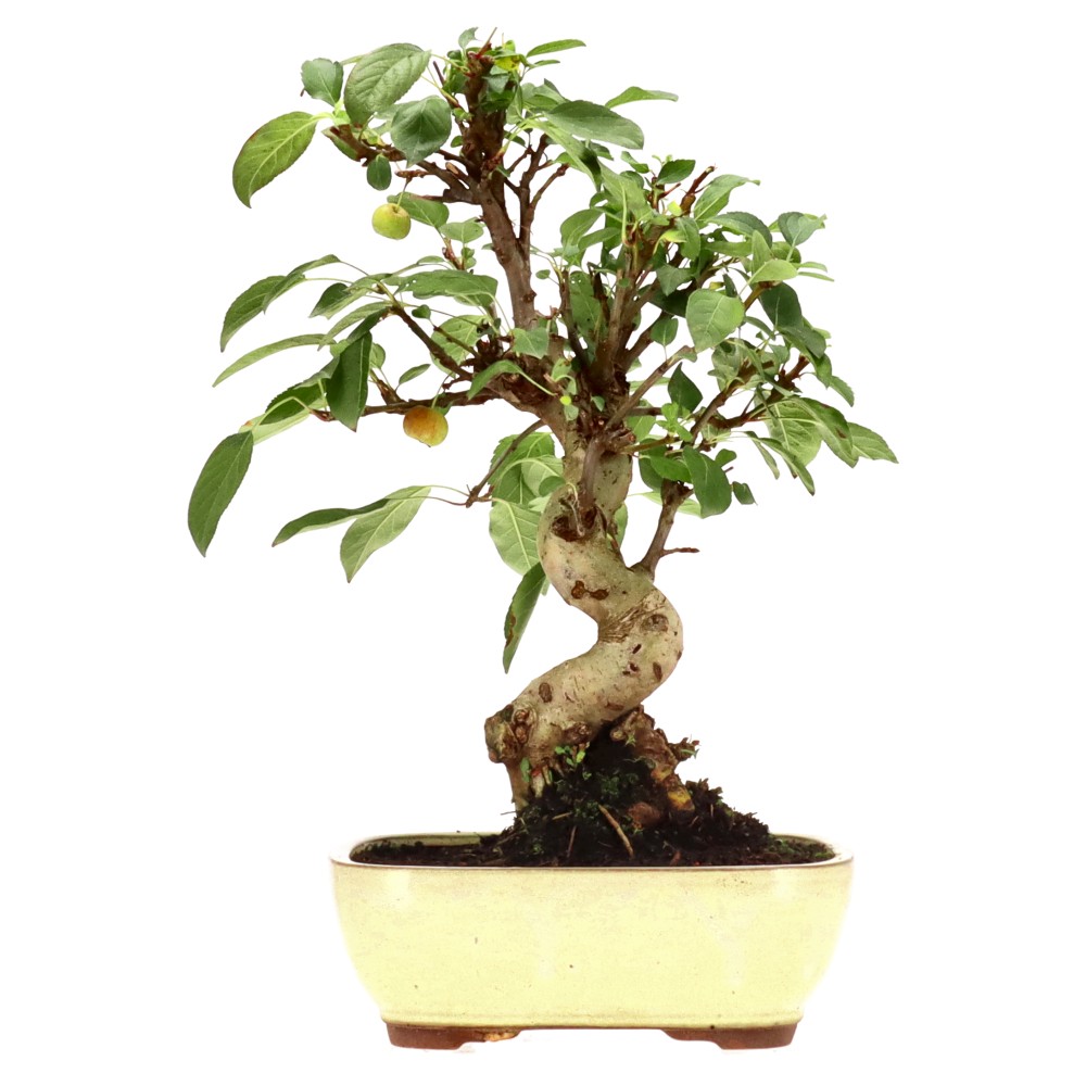 bonsai.fallbackImageTitle