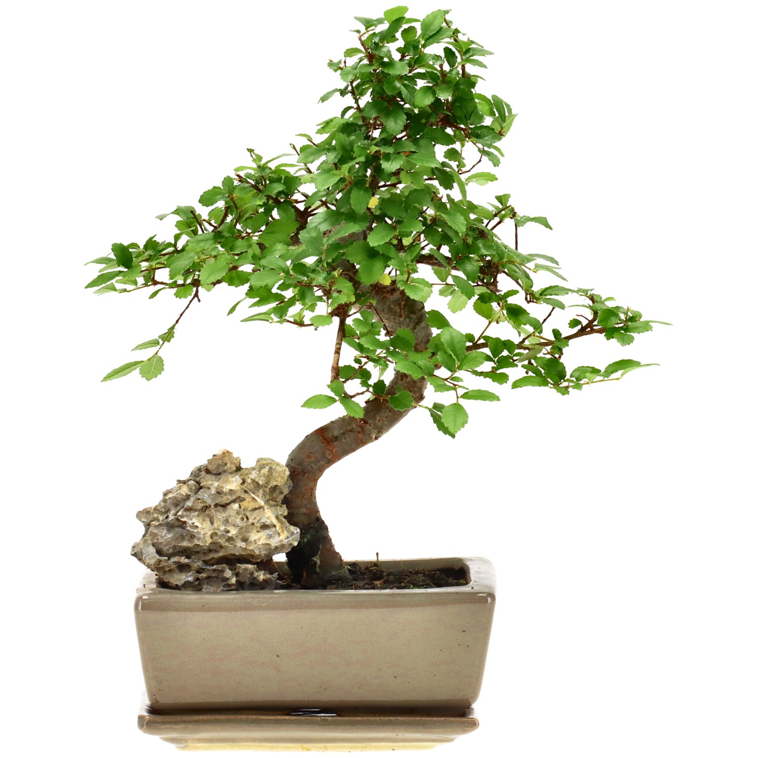 Olmo chino, aprox. 8 años (23 cm)