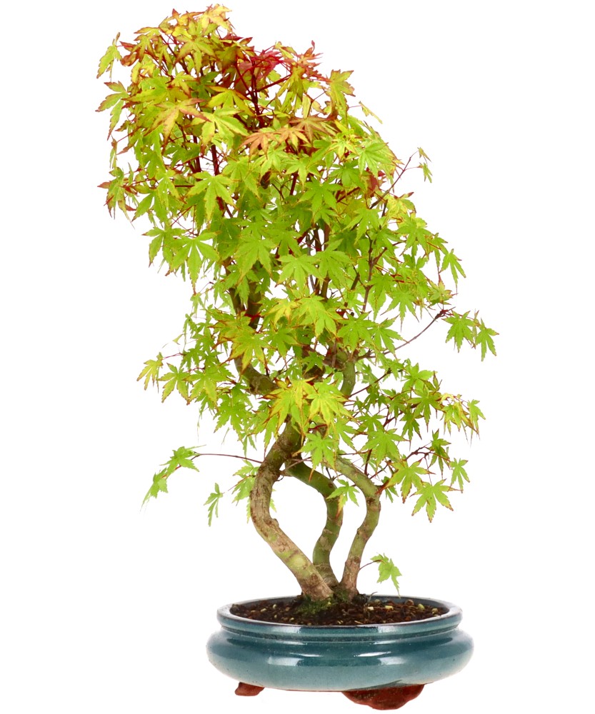 bonsai.fallbackImageTitle bonsai.fallbackImageTitle