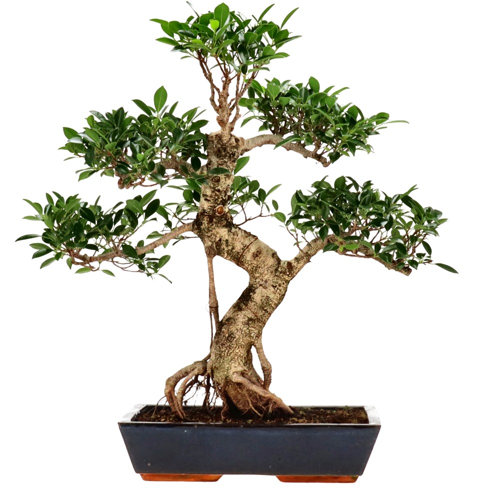 Ficus Retusa, aprox. 24 años (61 cm) Ficus Retusa, aprox. 24 años (61 cm)