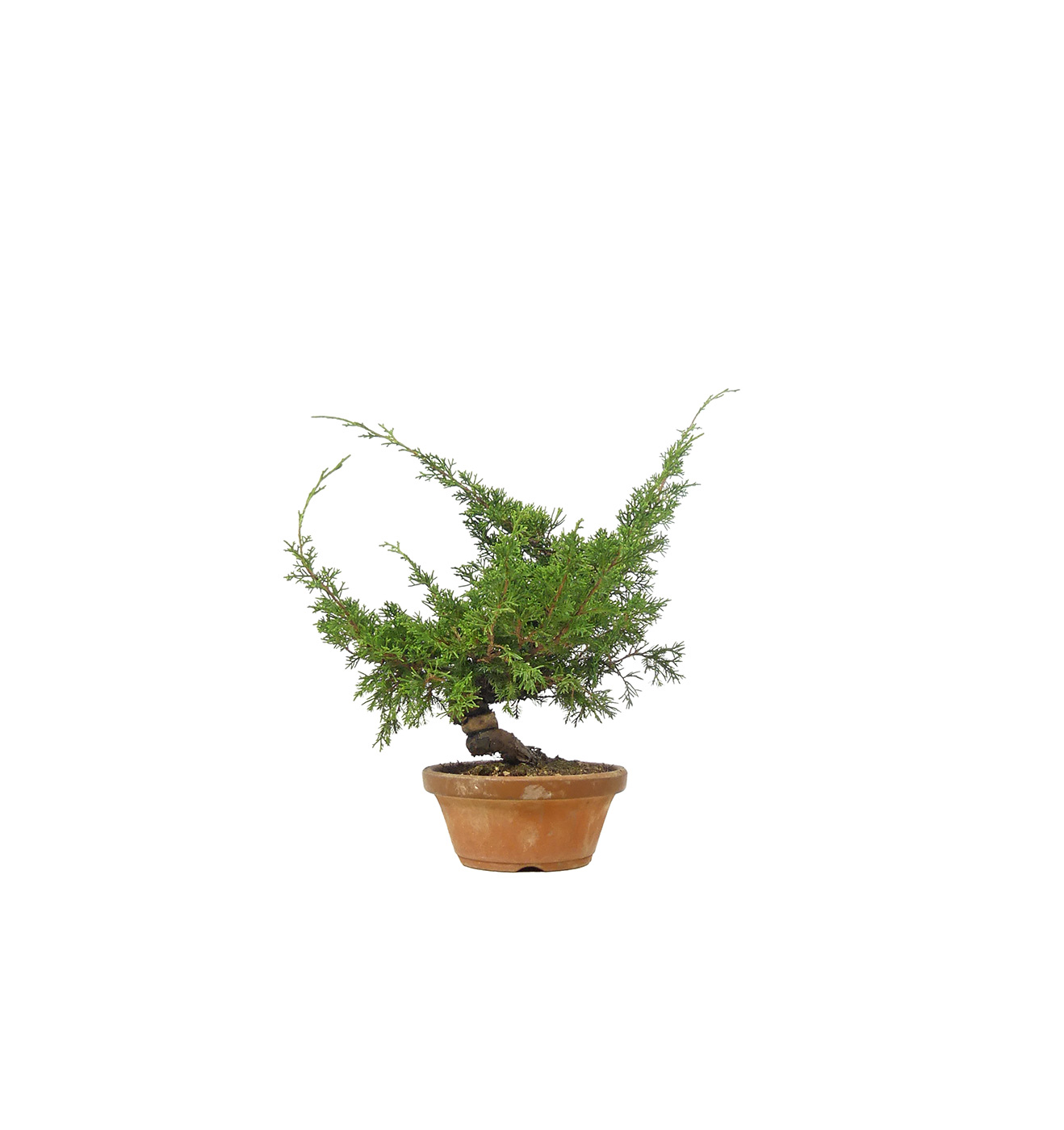 bonsai.fallbackImageTitle bonsai.fallbackImageTitle