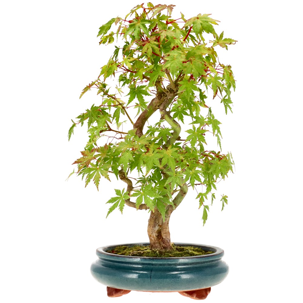 bonsai.fallbackImageTitle bonsai.fallbackImageTitle