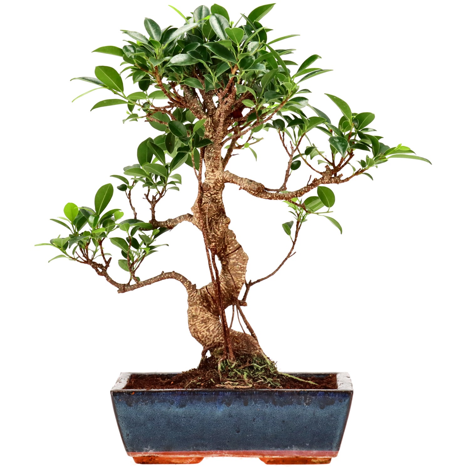 Ficus Retusa, aprox. 14 años (36 cm)