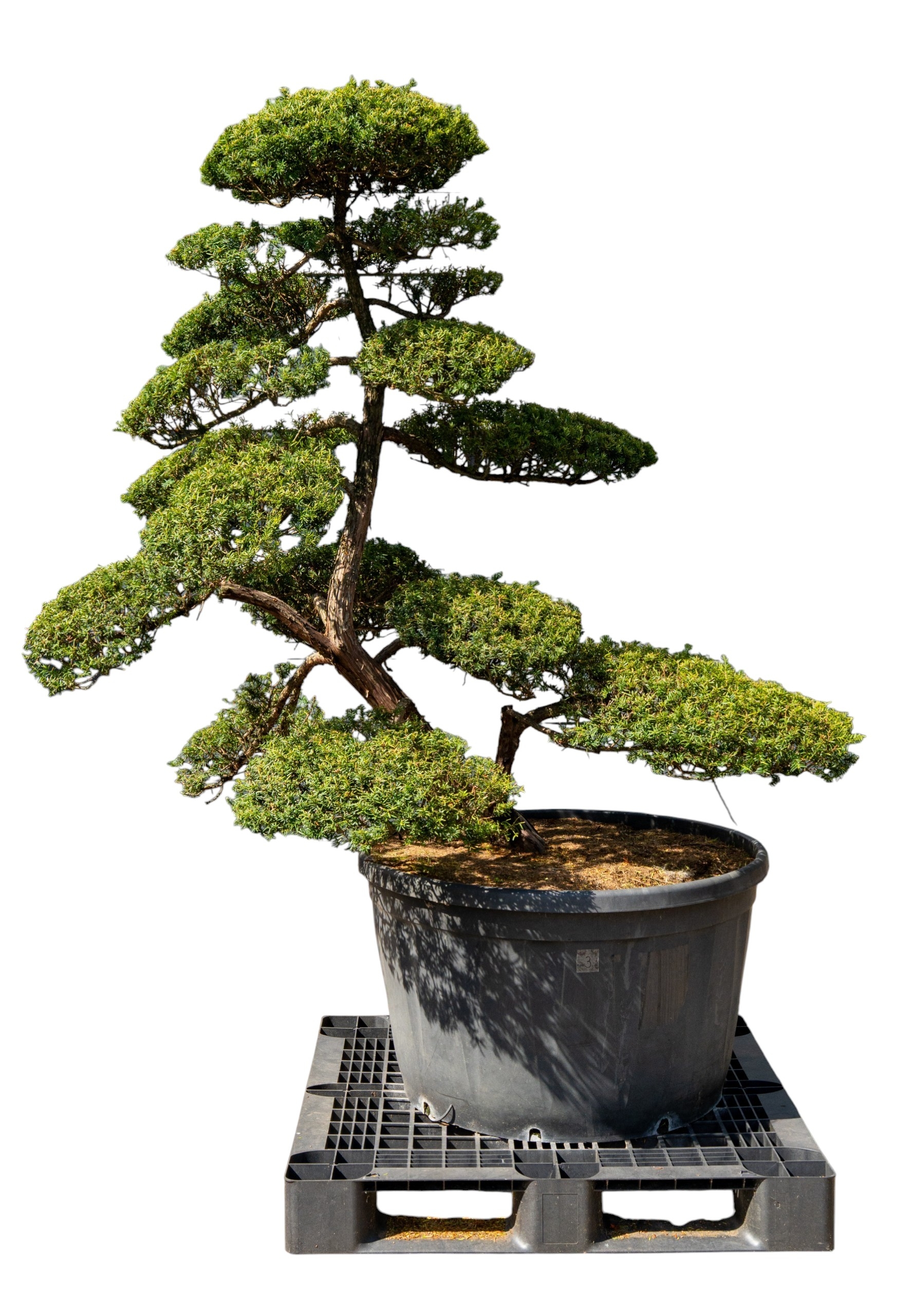 Gartenbonsai - Taxus cuspidata, ca. 40 Jahre (175 cm)