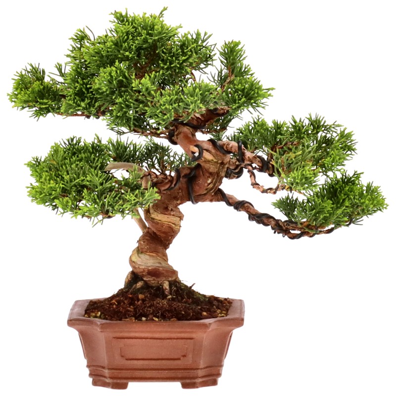 bonsai.fallbackImageTitle bonsai.fallbackImageTitle
