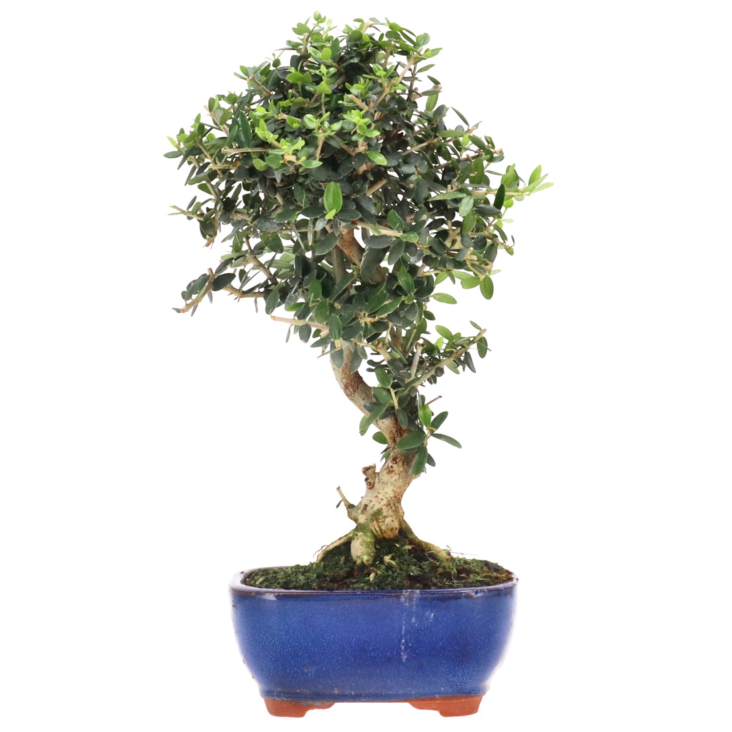 Wildolive, ca. 8 J. (30 cm)