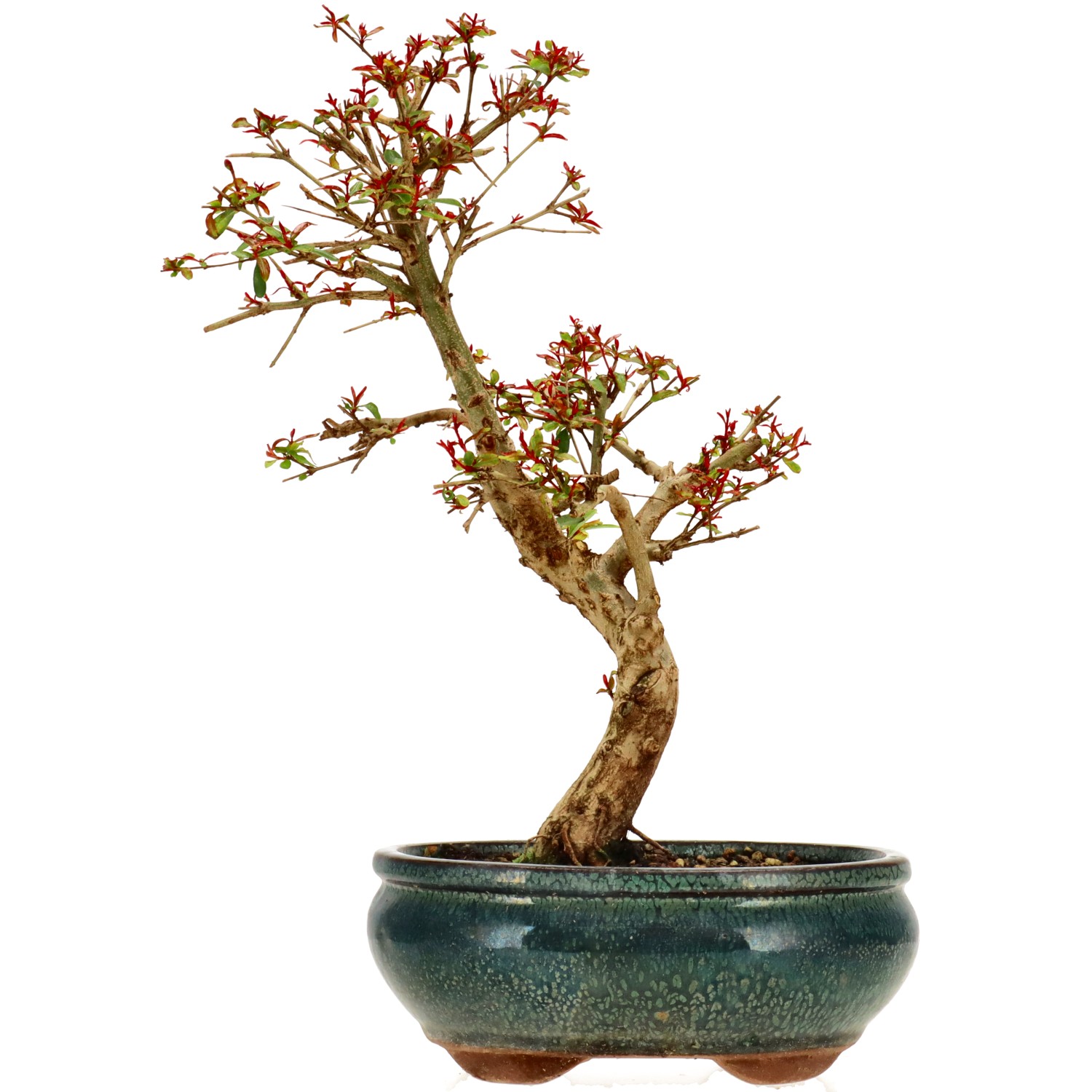 Granatapfel, ca. 10 J. (27 cm)