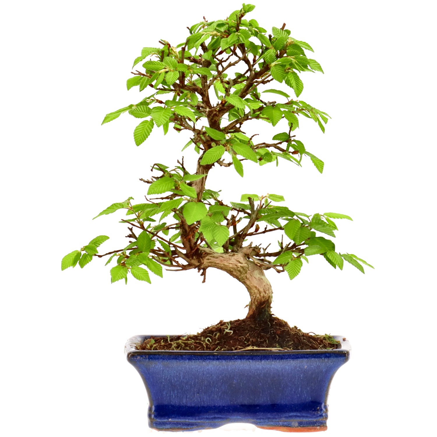 Charme du Japon, env. 12 ans (23 cm)
