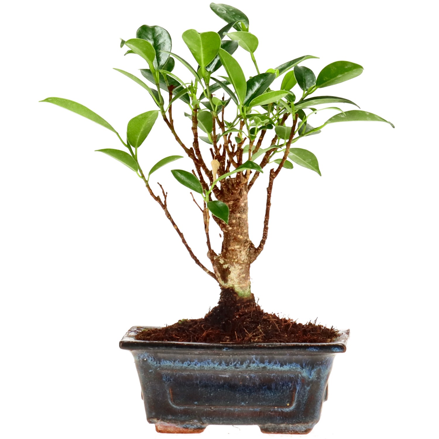 Ficus Retusa, aprox. 5 años (16 cm)