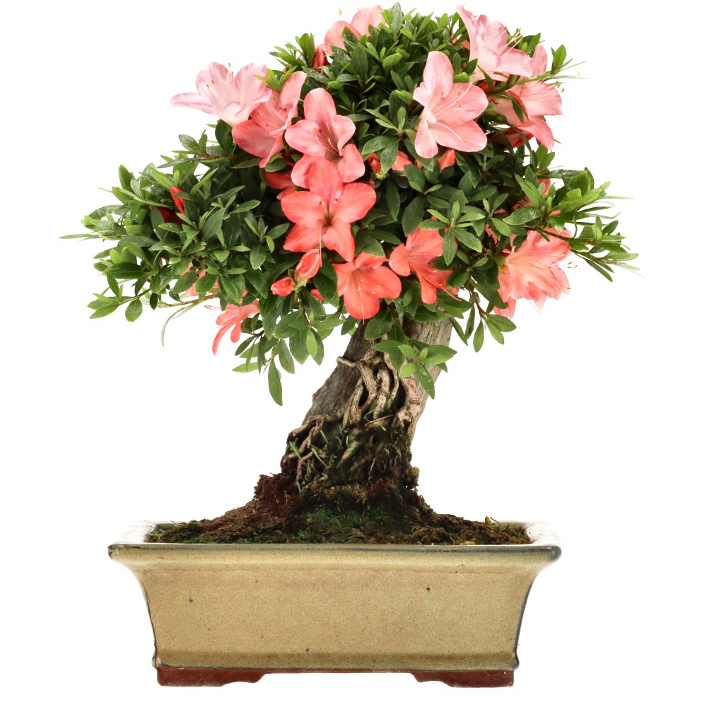 Azalea japónica, aprox. 15 años (29 cm)