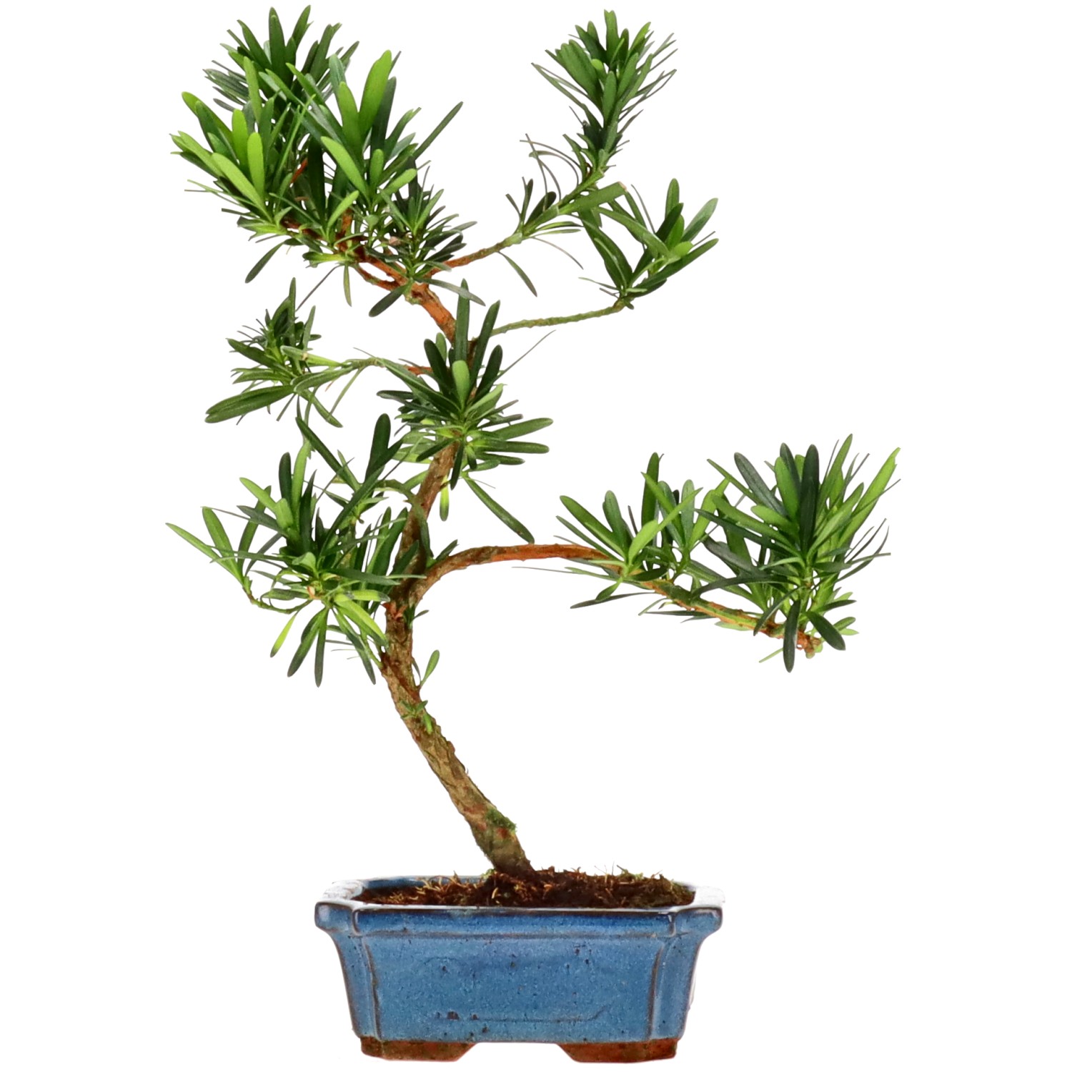 Buddhist pine, approx. 7 y. (32 cm)