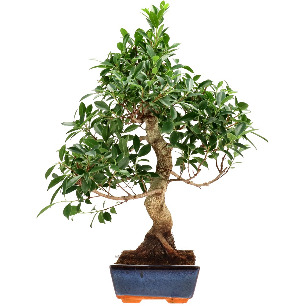 Chin. Feigenbaum (Retusa), ca. 18 J. (60 cm)
