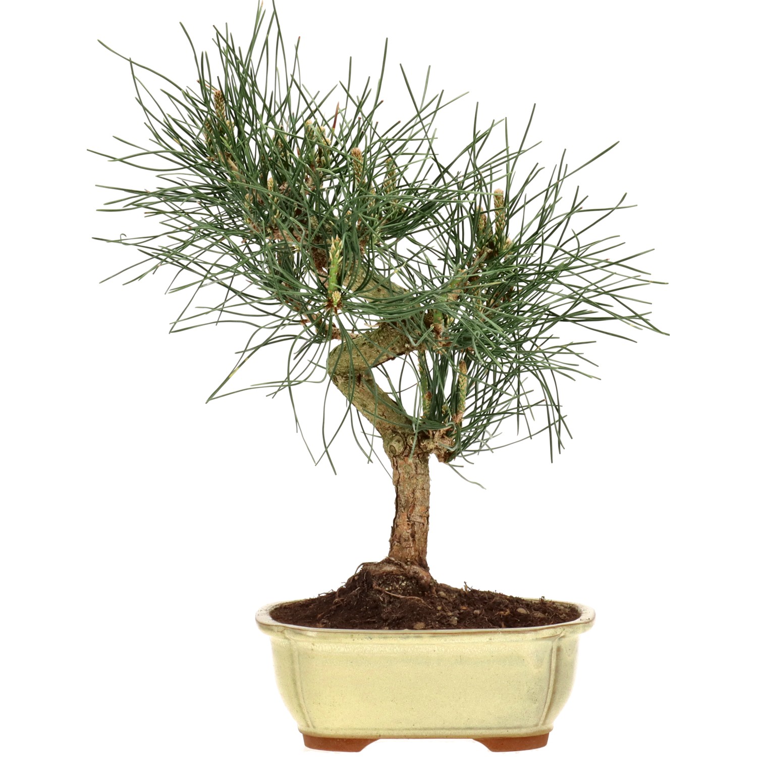 Jap. Schwarzkiefer, ca. 12 J. (34 cm)